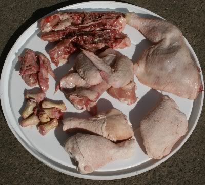 feeding dogs raw chicken